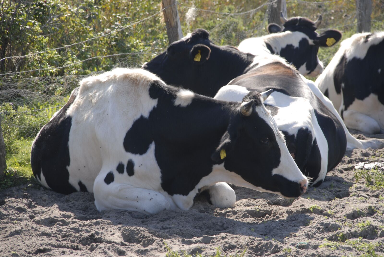 Nikon D200 sample photo. Cow, flock, cattle photography