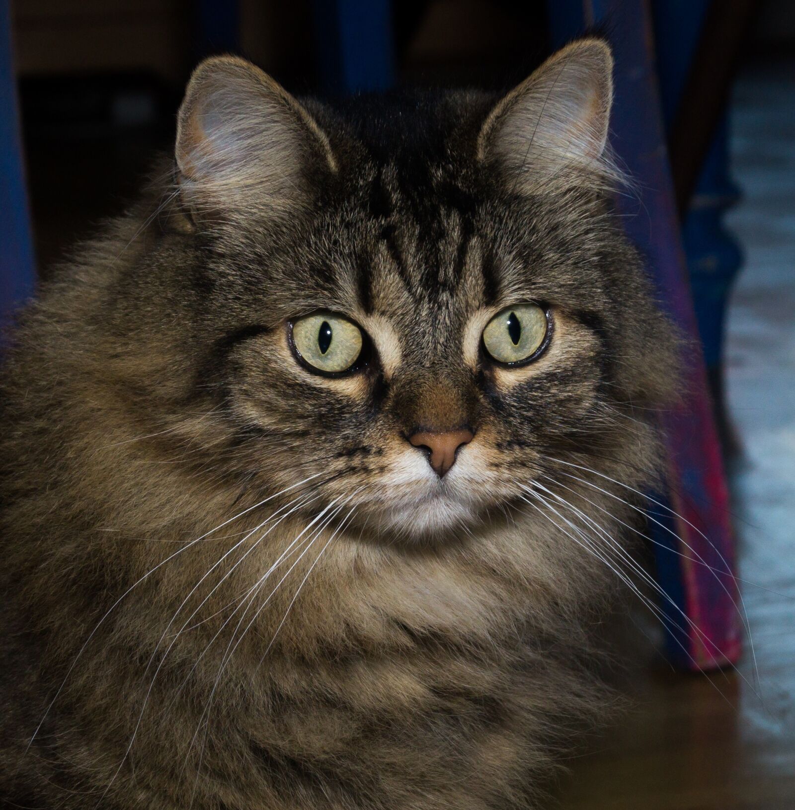Sony DT 18-55mm F3.5-5.6 SAM II sample photo. Cat, norwegian forest cat photography