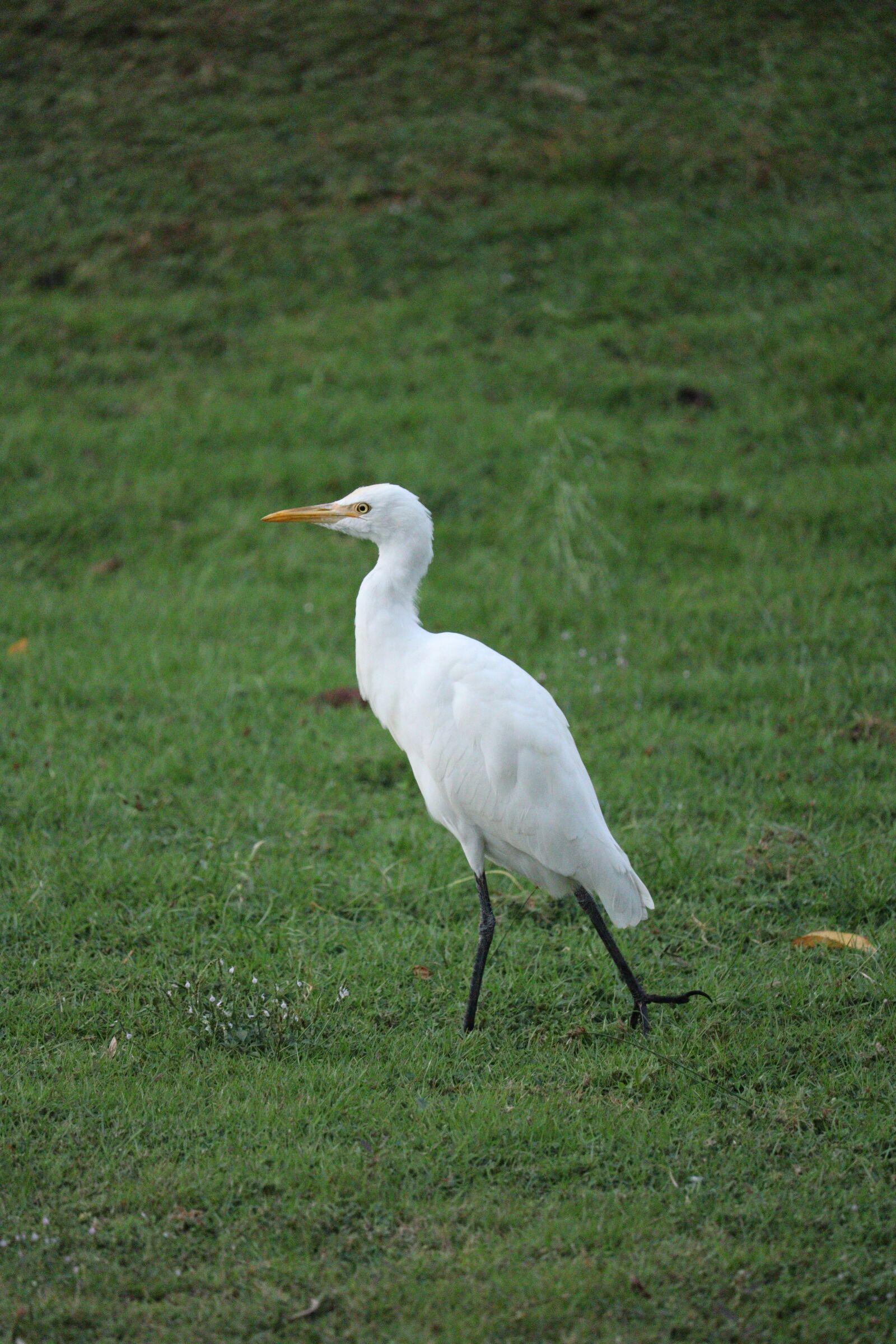 Canon EOS 250D (EOS Rebel SL3 / EOS Kiss X10 / EOS 200D II) sample photo. Stork, kerala, green photography