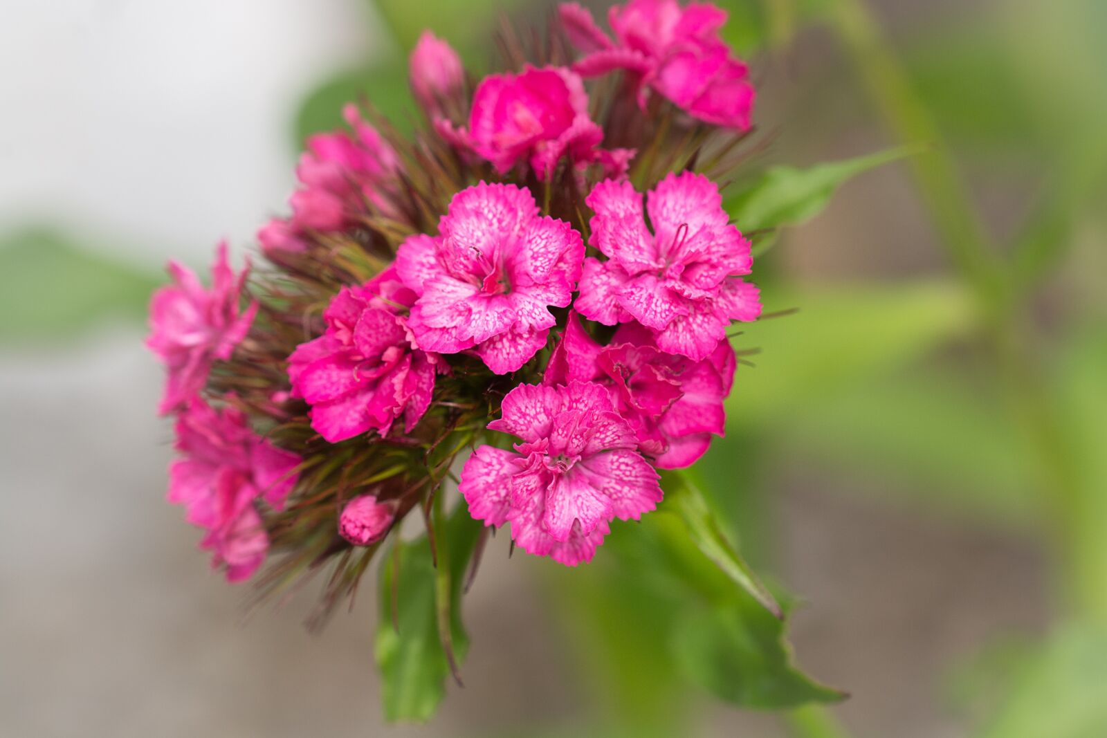 Nikon D7100 sample photo. Flower, pink, pink flower photography