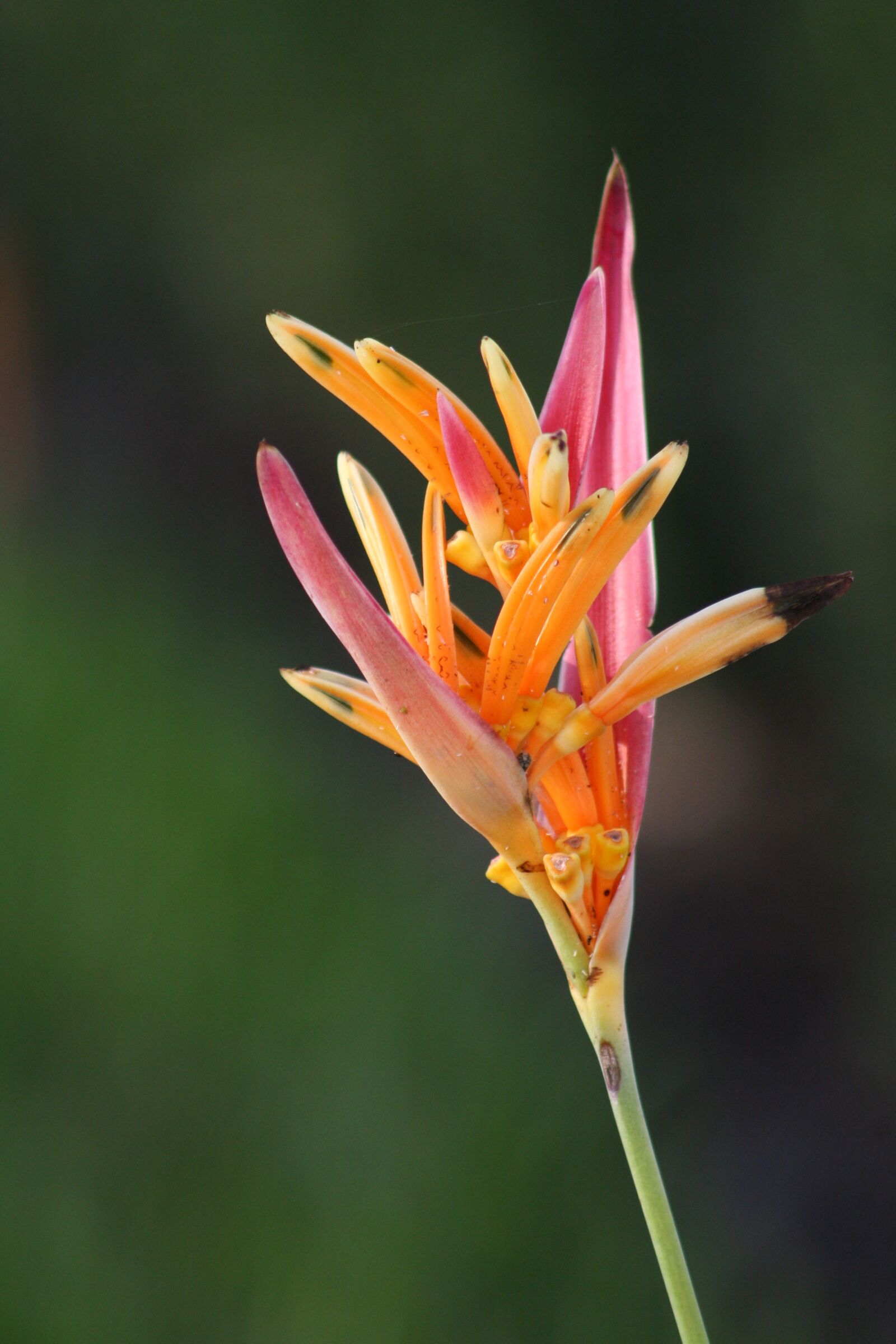 Canon EOS 20D sample photo. Orange flower, flower, plant photography