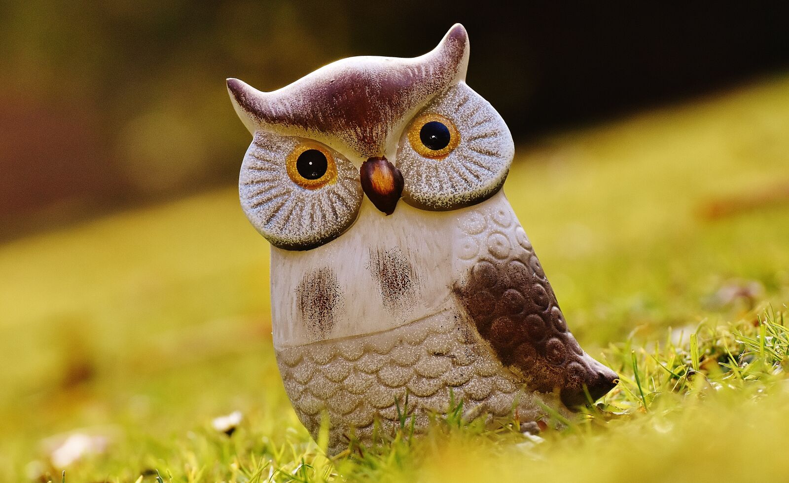 Nikon D7200 sample photo. Owl, bird, funny photography