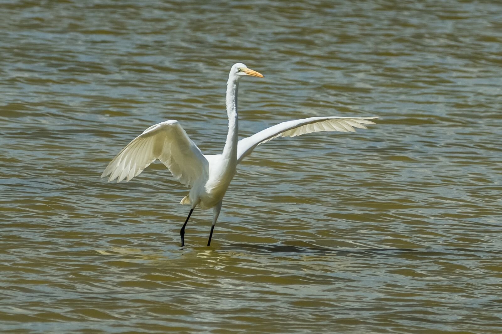 Canon EOS 7D Mark II sample photo. Cuba, cayo santa maria photography