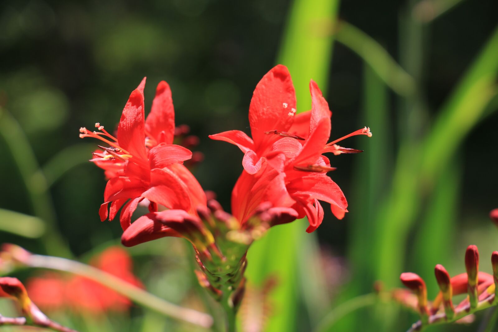 Canon EOS 70D sample photo. Flower, summer, summer flower photography