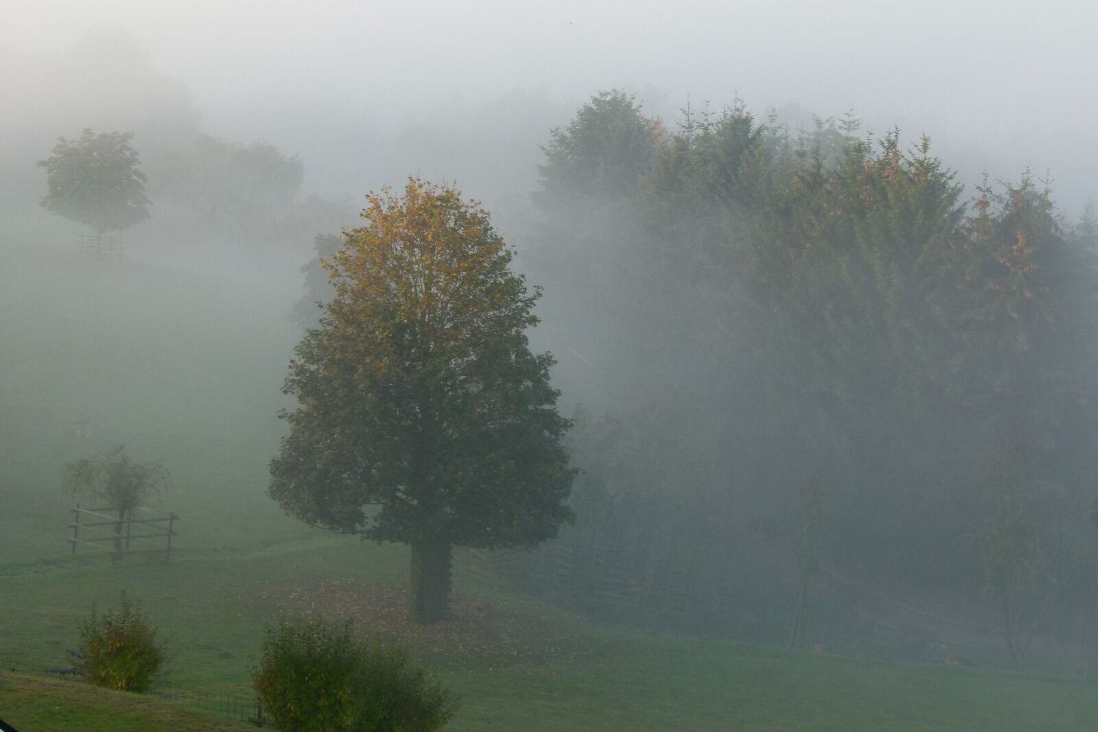Panasonic Lumix DMC-FZ100 sample photo. Tree, morning, fog photography