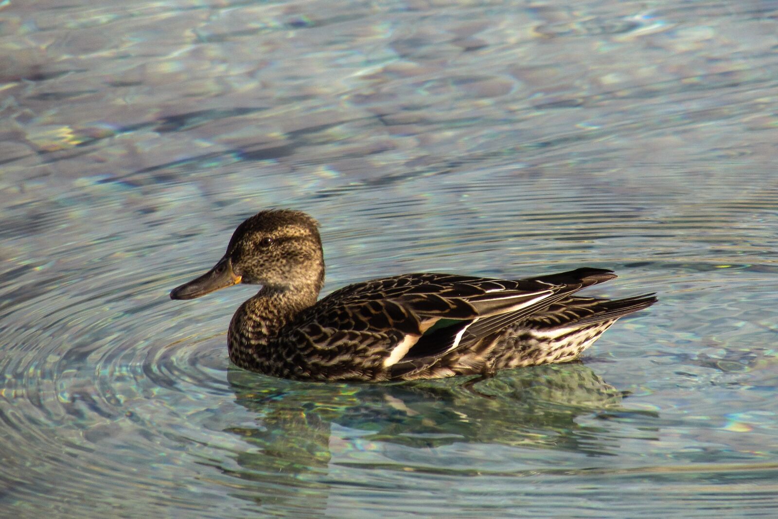 Canon PowerShot SX400 IS sample photo. Eurasian teal, anas crecca photography