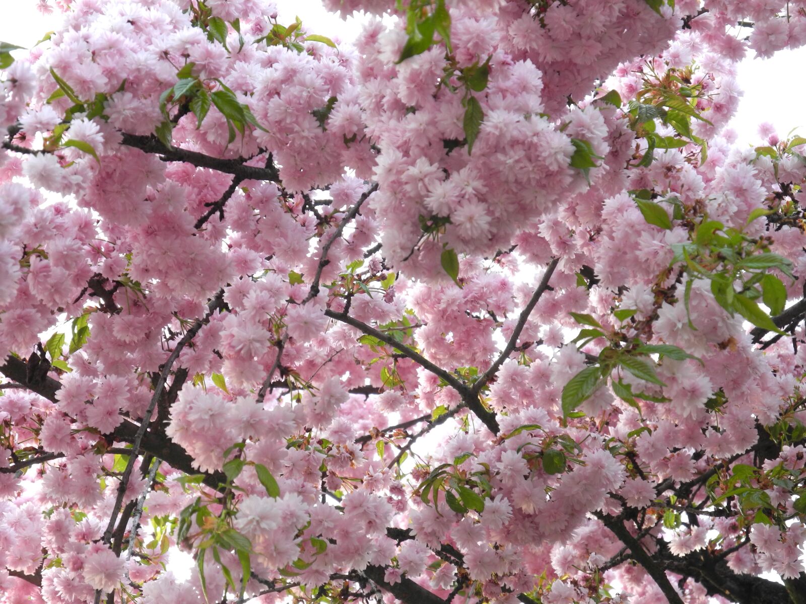 Nikon Coolpix P7100 sample photo. Sakura, april, spring photography