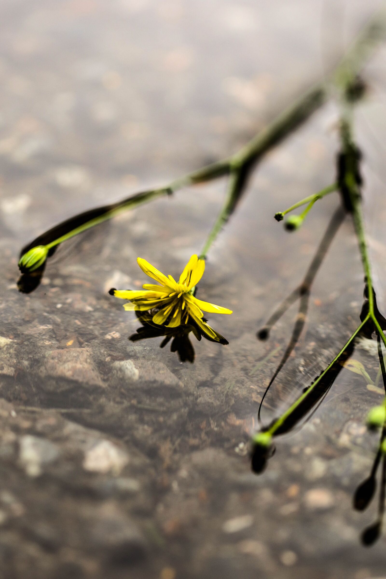 Canon EOS 7D Mark II sample photo. Wildflower, yellow, flower photography