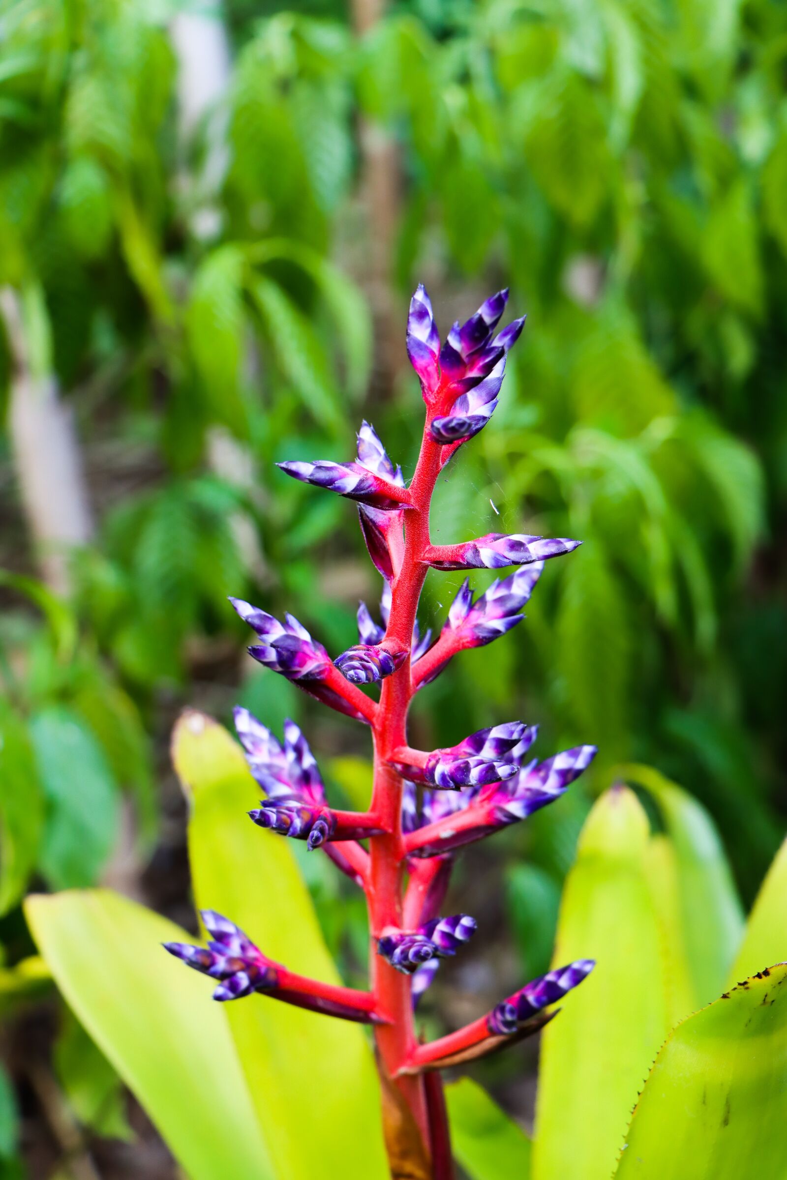Canon EOS 90D sample photo. Plant, purple, red photography