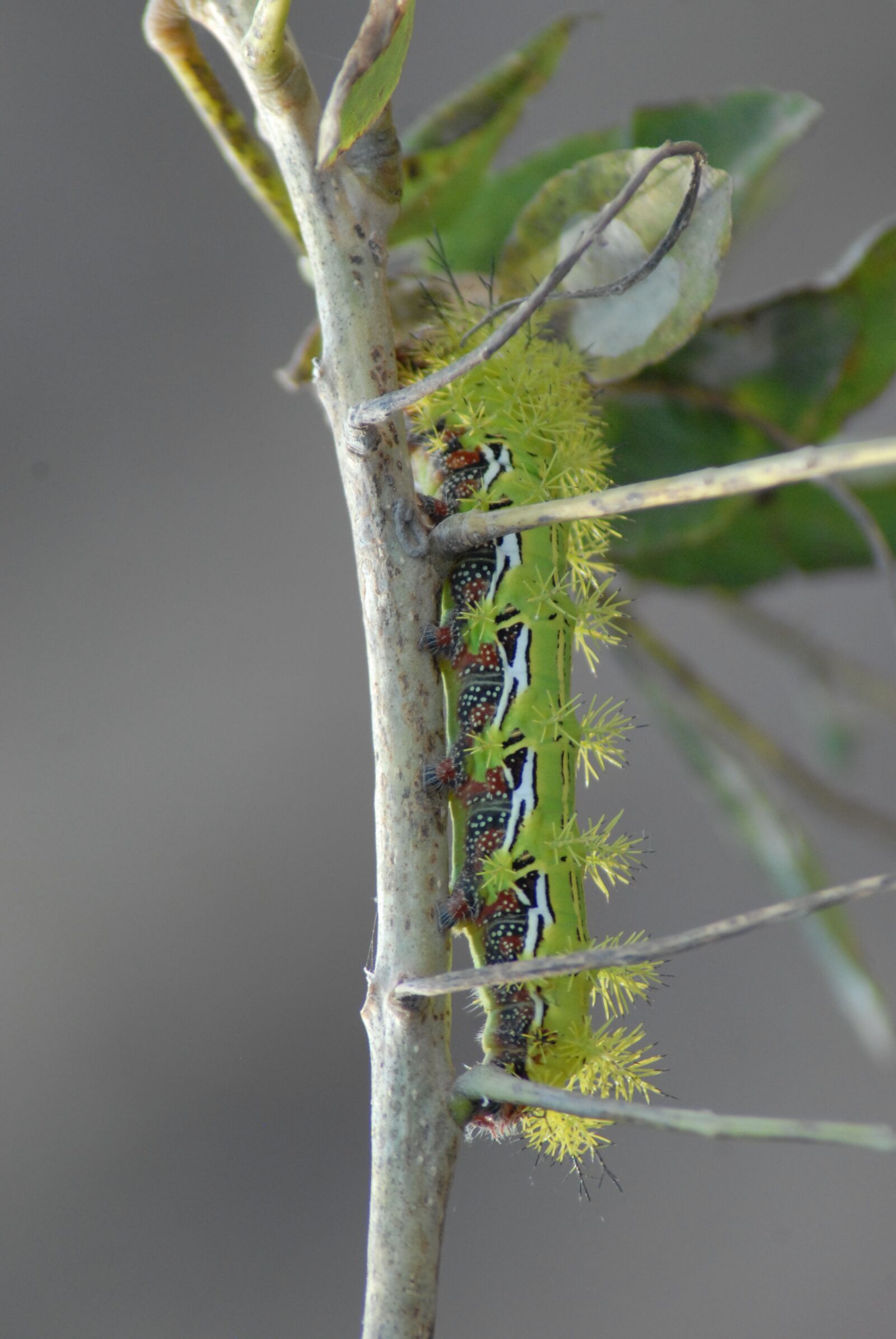 Nikon D200 sample photo. Worm, fauna, nature photography