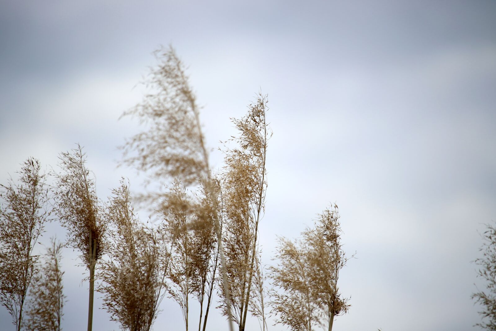 Canon EOS 77D (EOS 9000D / EOS 770D) sample photo. Reeds, detail, pond photography