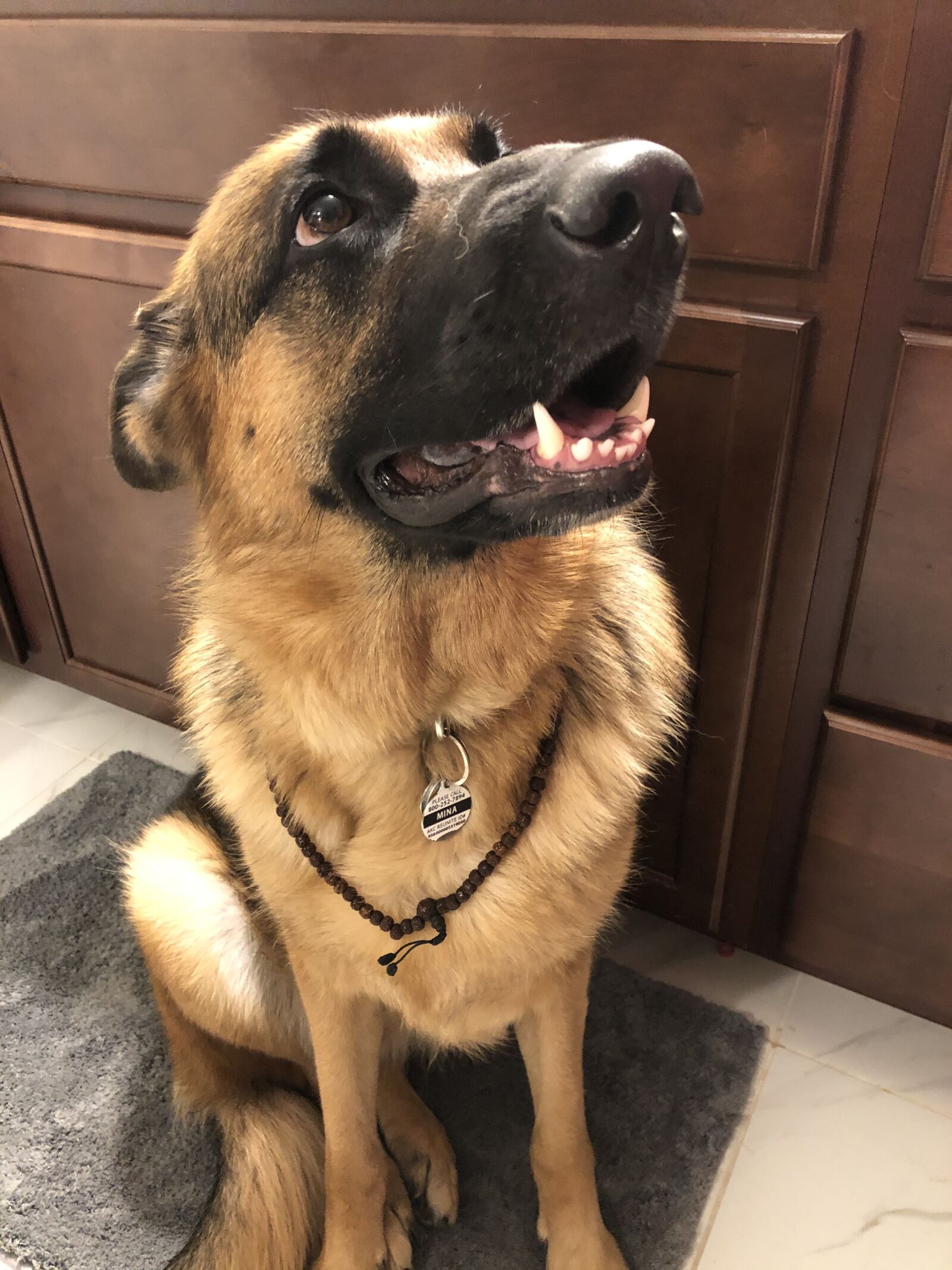 iPhone X back dual camera 4mm f/1.8 sample photo. German sheppard, gsd, mala photography