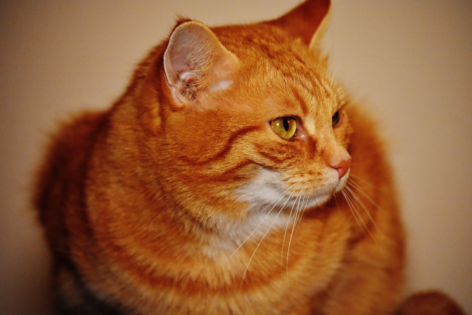 Nikon D7200 sample photo. Cat, red, funny photography