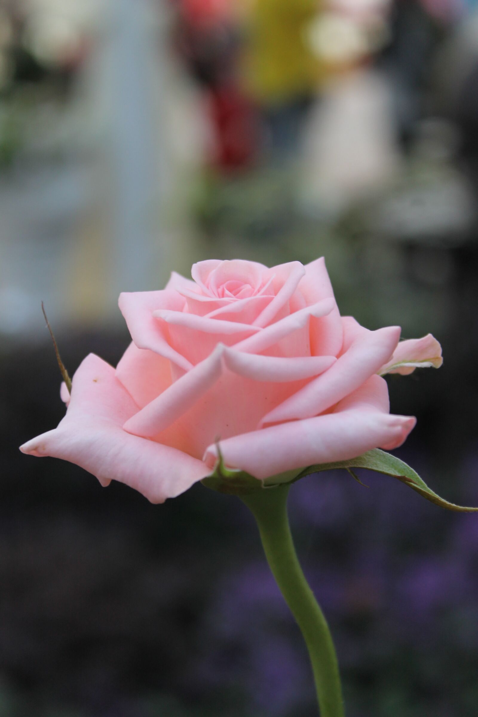Canon EOS 1100D (EOS Rebel T3 / EOS Kiss X50) sample photo. Rose, pink, flower photography