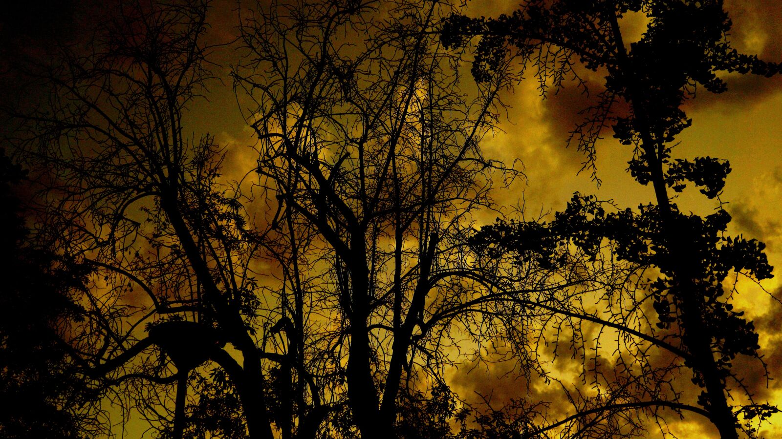 Sony DT 18-55mm F3.5-5.6 SAM II sample photo. Trees, clouds, twilight photography