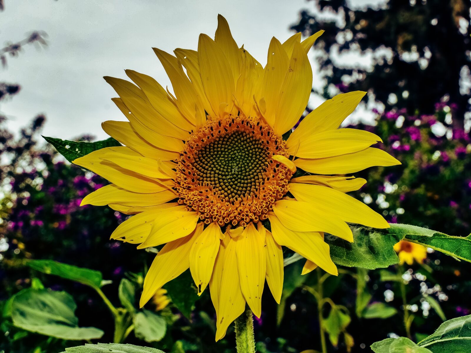 Nikon D3300 sample photo. Sunflower, nature, flora photography
