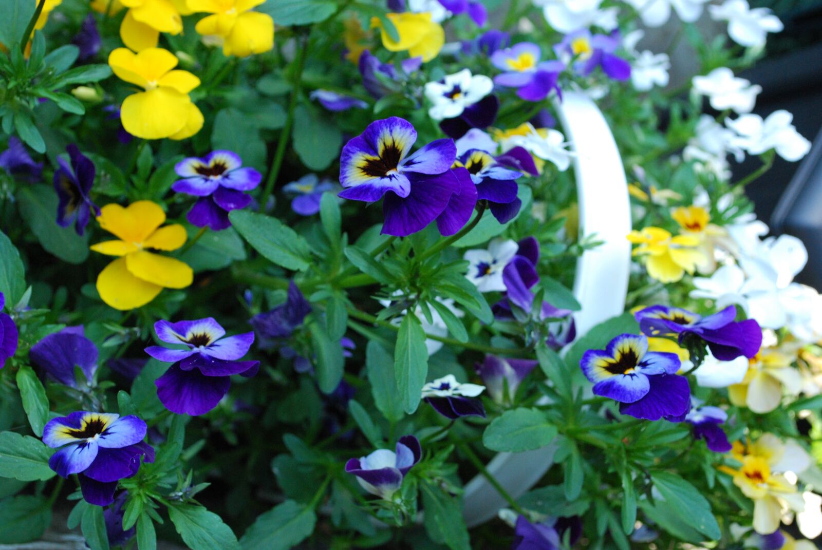 Nikon D60 sample photo. Flowers, summer, plant photography