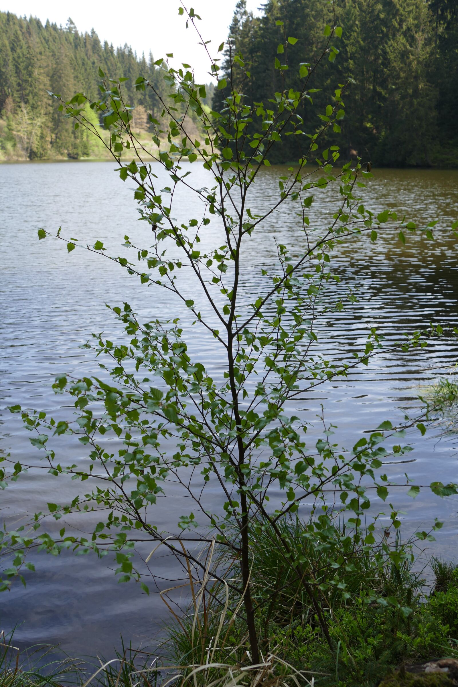 Panasonic Lumix DMC-FZ1000 sample photo. Grumbach pond, b umchen photography