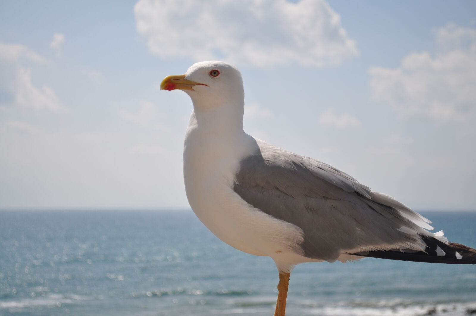 Nikon D5000 sample photo. Gull, seagull photography