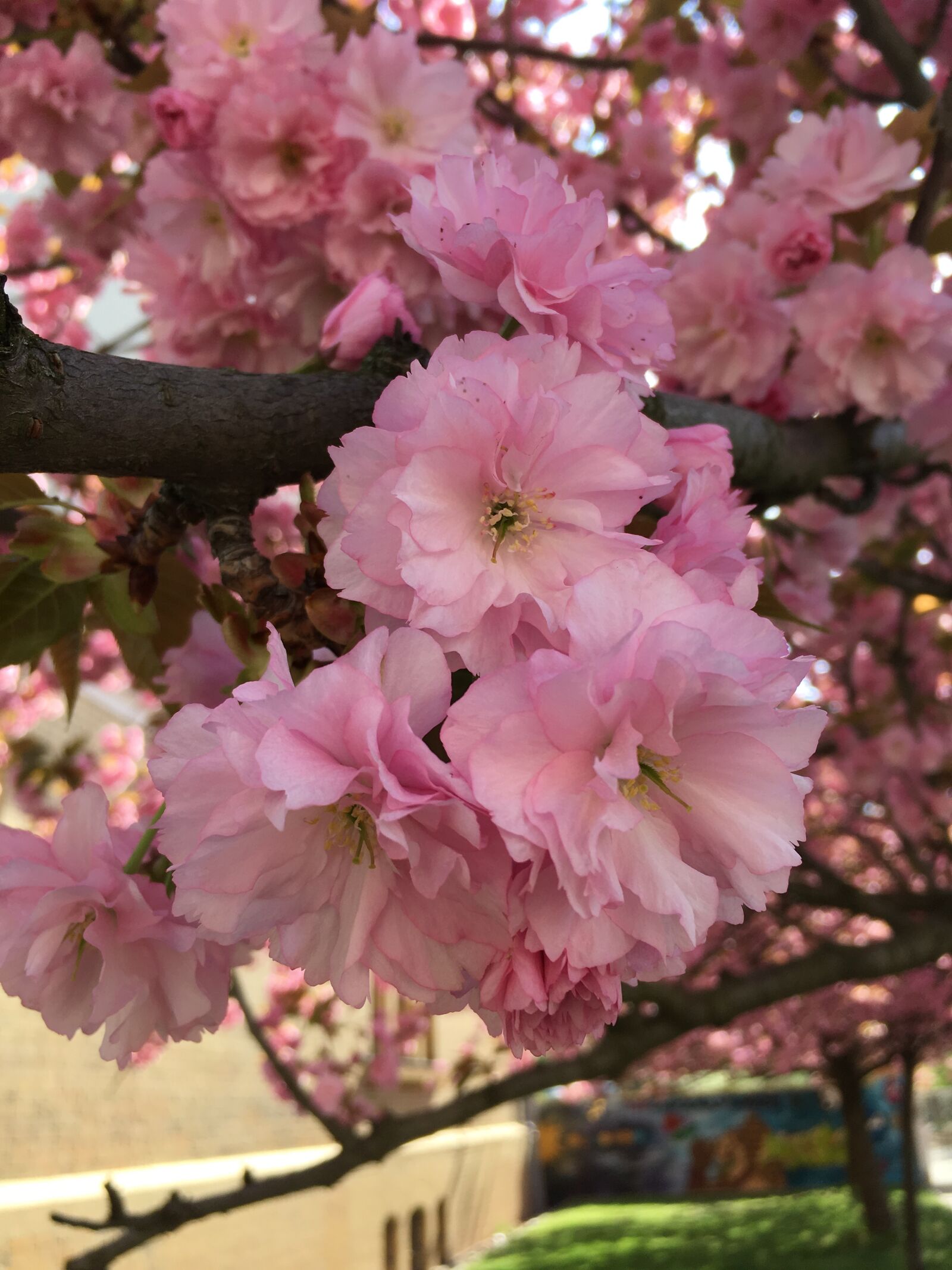 Apple iPhone SE sample photo. Flower, cherry wood, plant photography