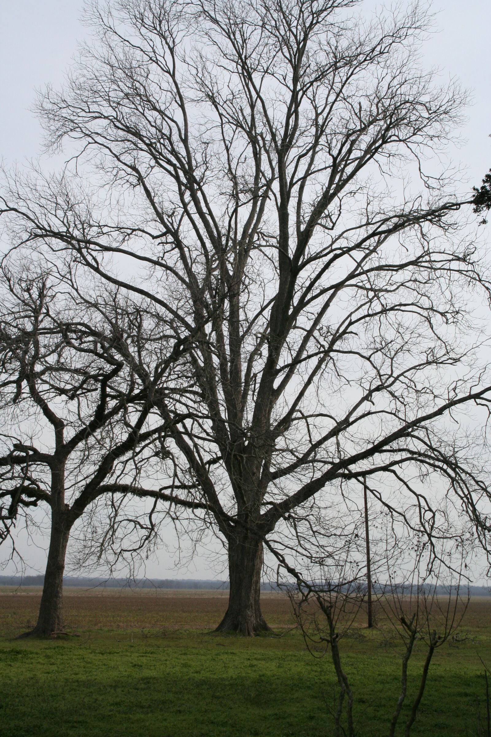 Canon EOS 350D (EOS Digital Rebel XT / EOS Kiss Digital N) sample photo. Bare, tree photography