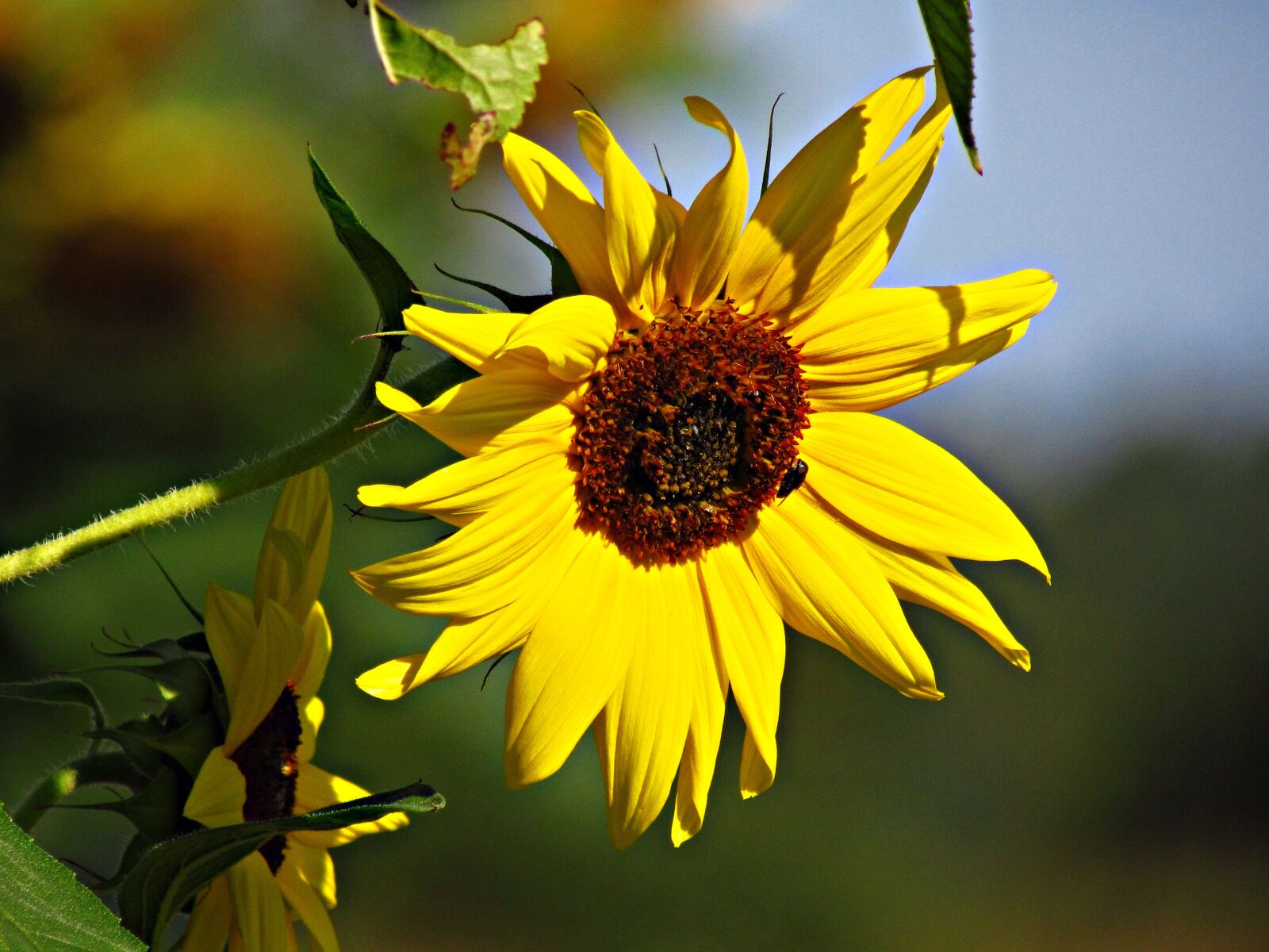Canon PowerShot SX30 IS sample photo. Flower, sunflower, the sun photography