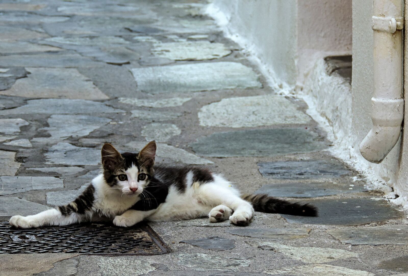 Nikon Coolpix P520 sample photo. Cat, cats, kitten photography