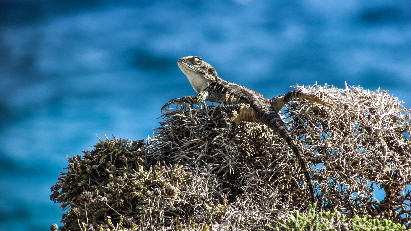 Canon PowerShot SX400 IS sample photo. Cyprus, lizard, kurkutas photography