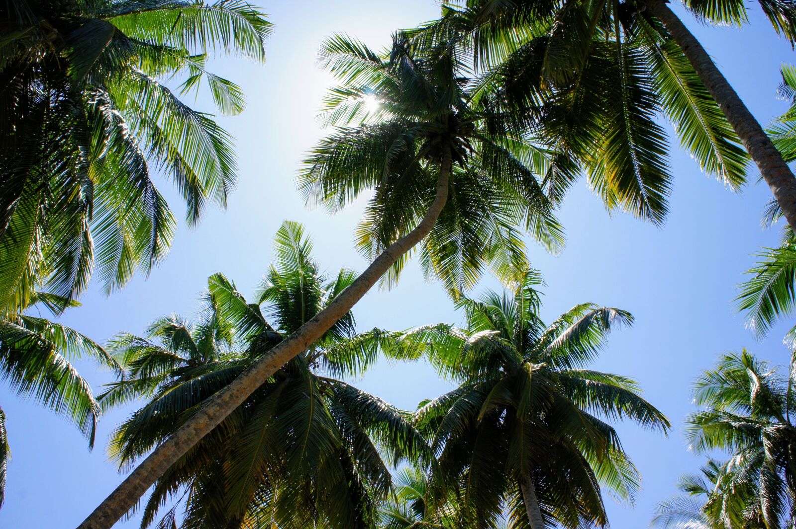 Sony Alpha NEX-5 sample photo. Palm trees, blue sky photography