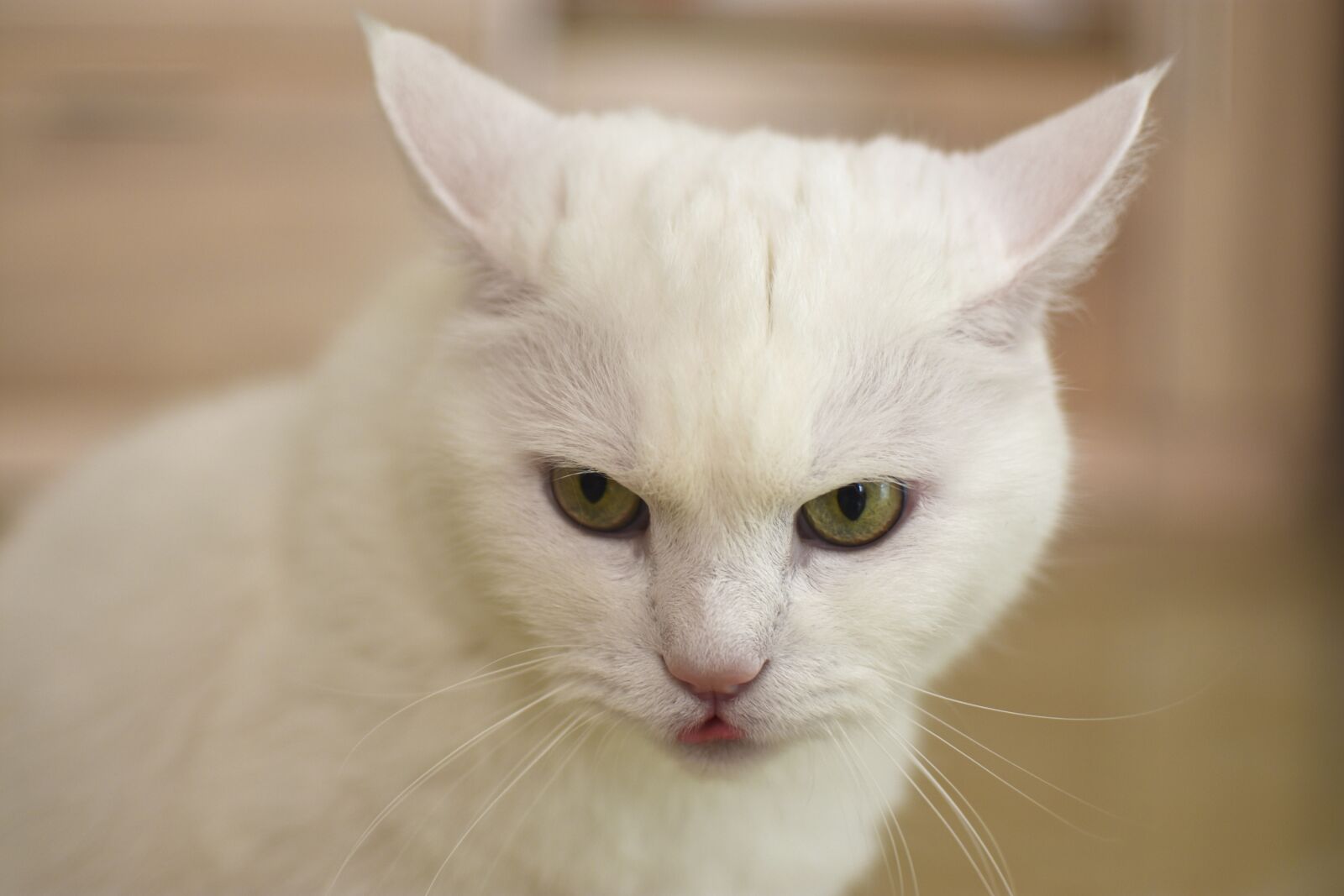 Nikon D3400 sample photo. Cat, white, funny photography
