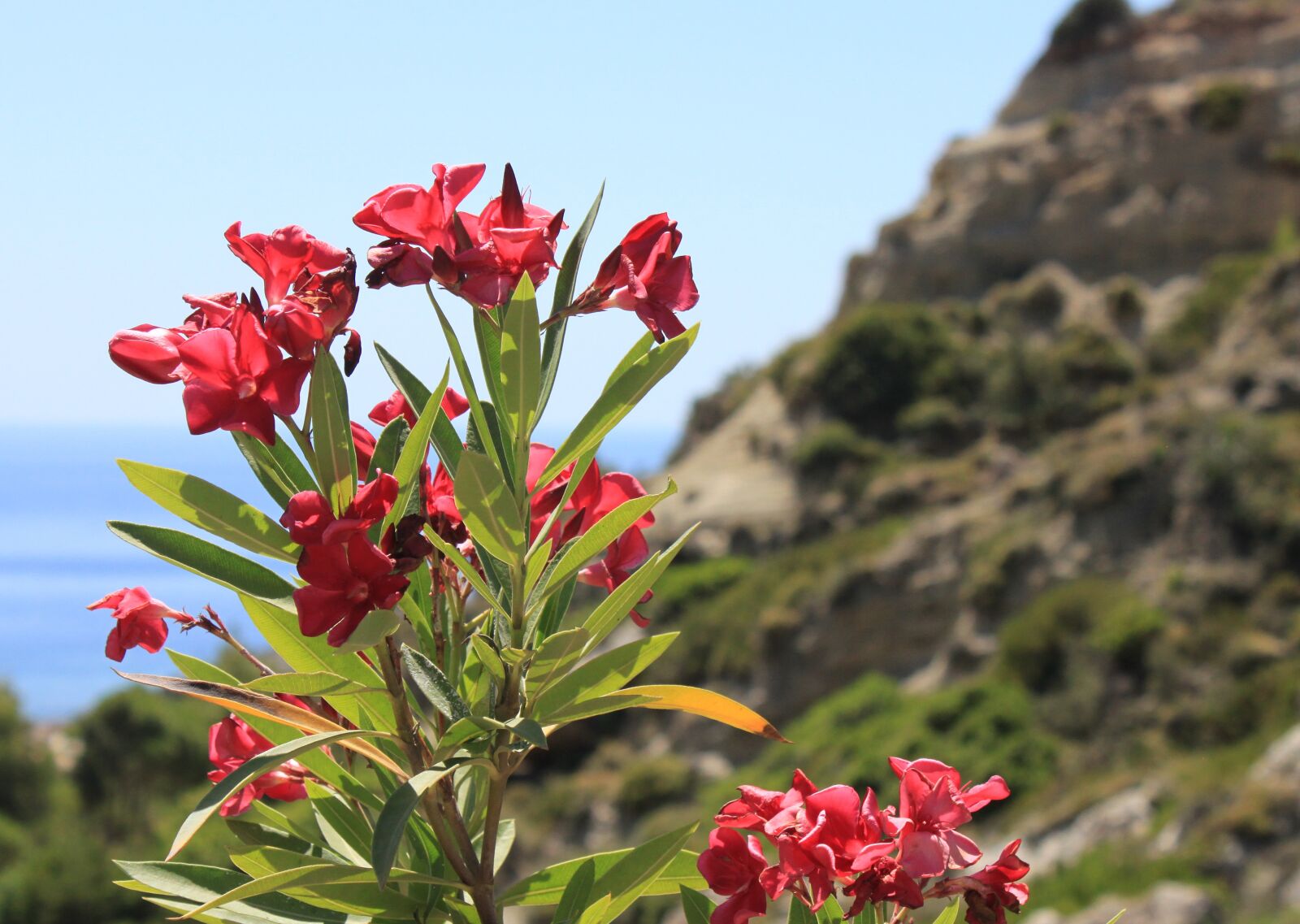 Canon EOS 500D (EOS Rebel T1i / EOS Kiss X3) sample photo. Flower, greece, the mediterranean photography
