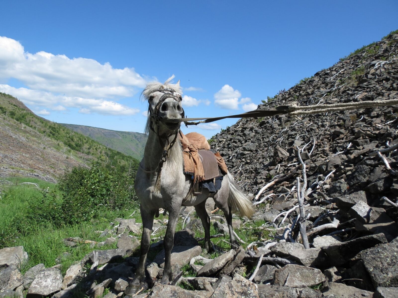 Canon PowerShot SX40 HS sample photo. Horse trek, horse, mountains photography