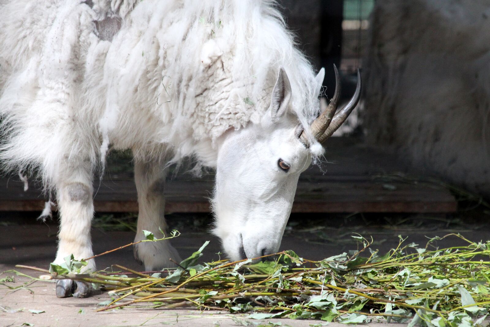 Canon EOS 650D (EOS Rebel T4i / EOS Kiss X6i) sample photo. Mountain goat, white goat photography