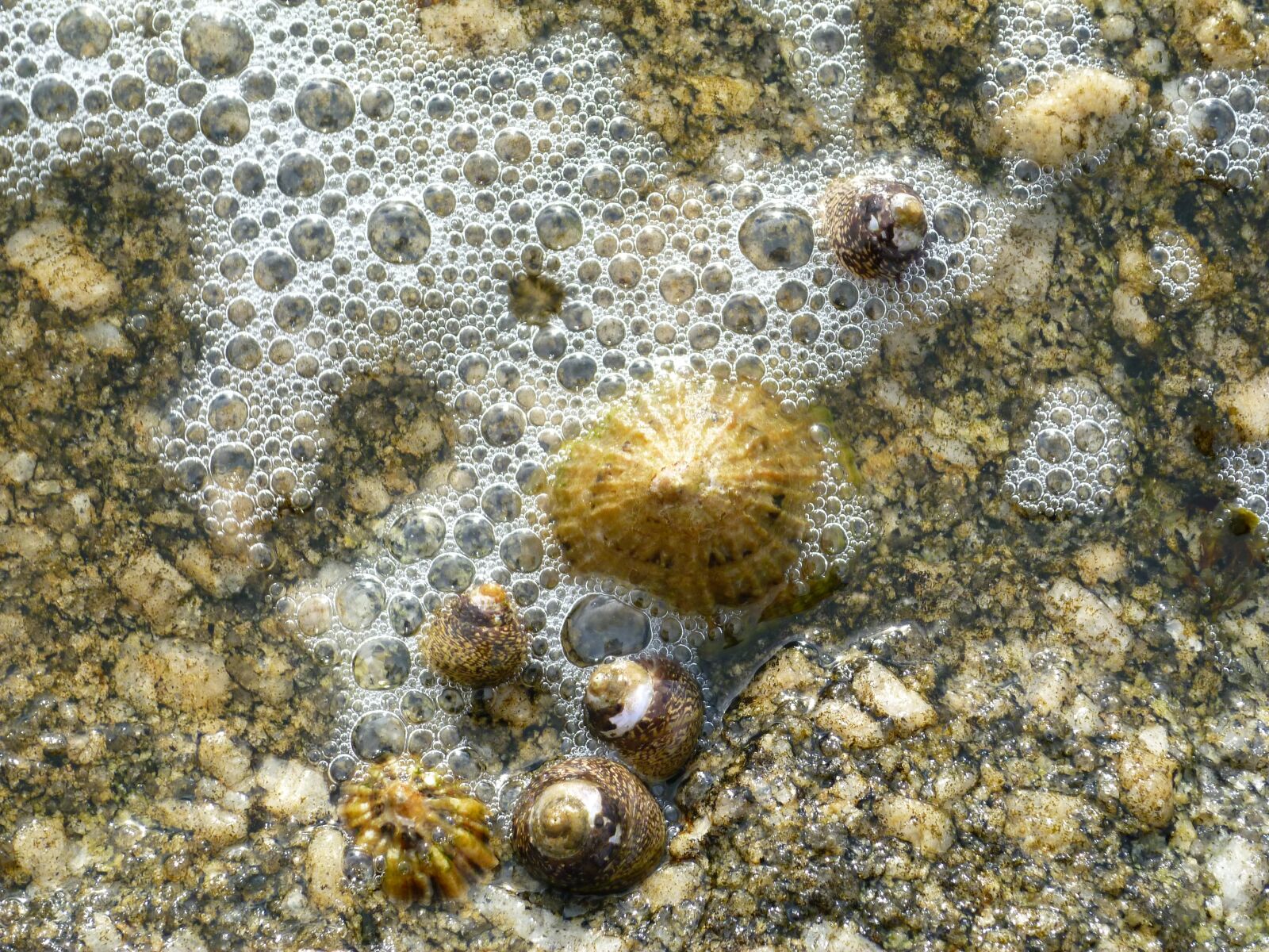Panasonic DMC-FX66 sample photo. "Mussels, sea, beach" photography