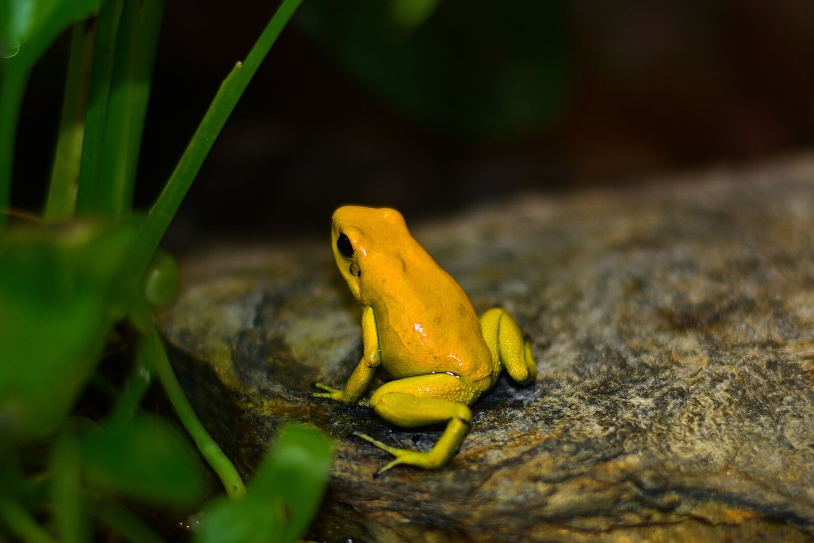 Nikon D5200 sample photo. Nature, poison frog, yellow photography