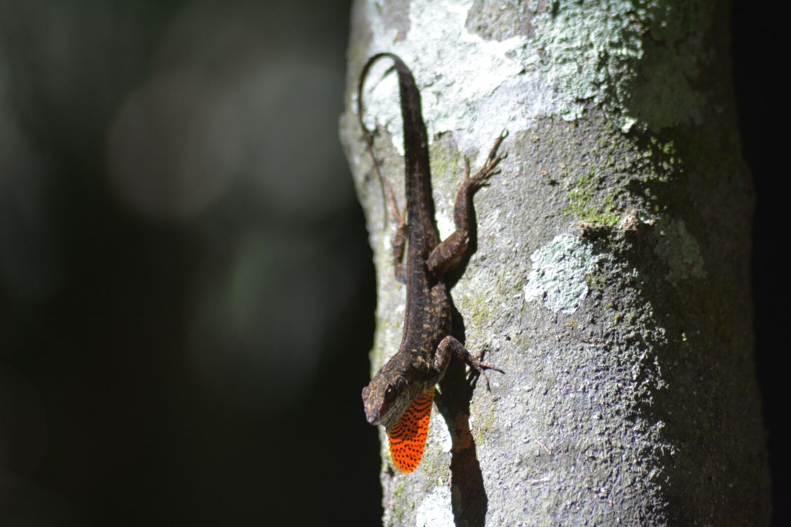 Nikon D7100 sample photo. Lizard, reptile, wildlife photography
