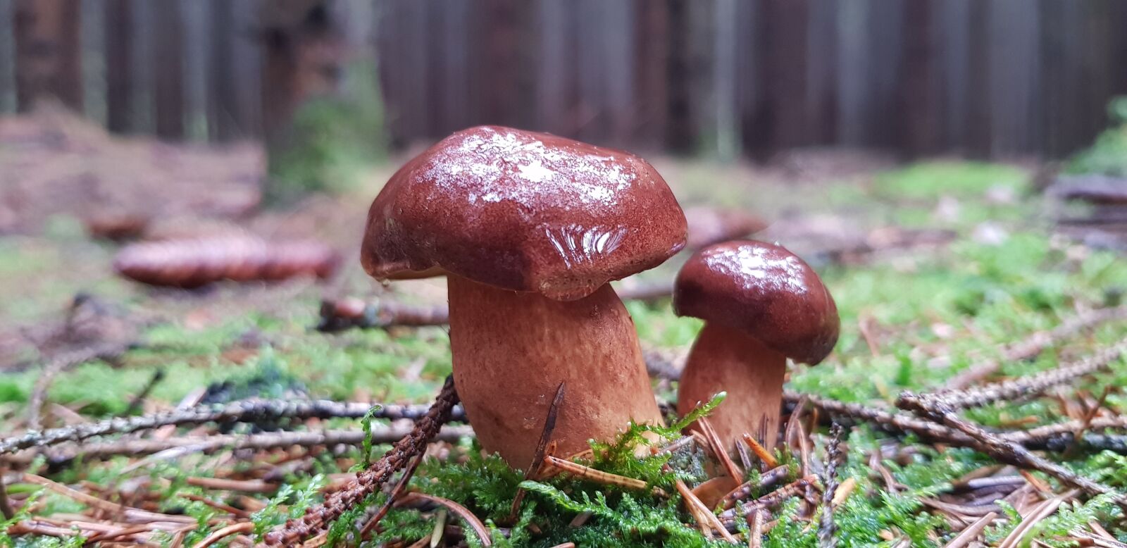 Samsung Galaxy S8 sample photo. Forest mushrooms, forest, mushrooms photography
