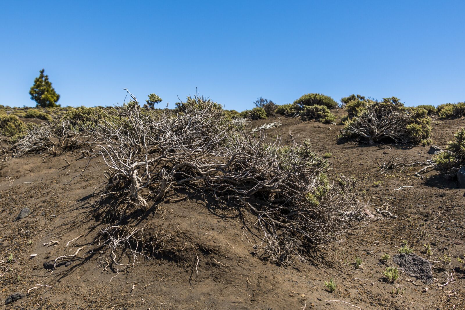 Canon EOS 70D sample photo. Volcano, canary islands, volcanic photography