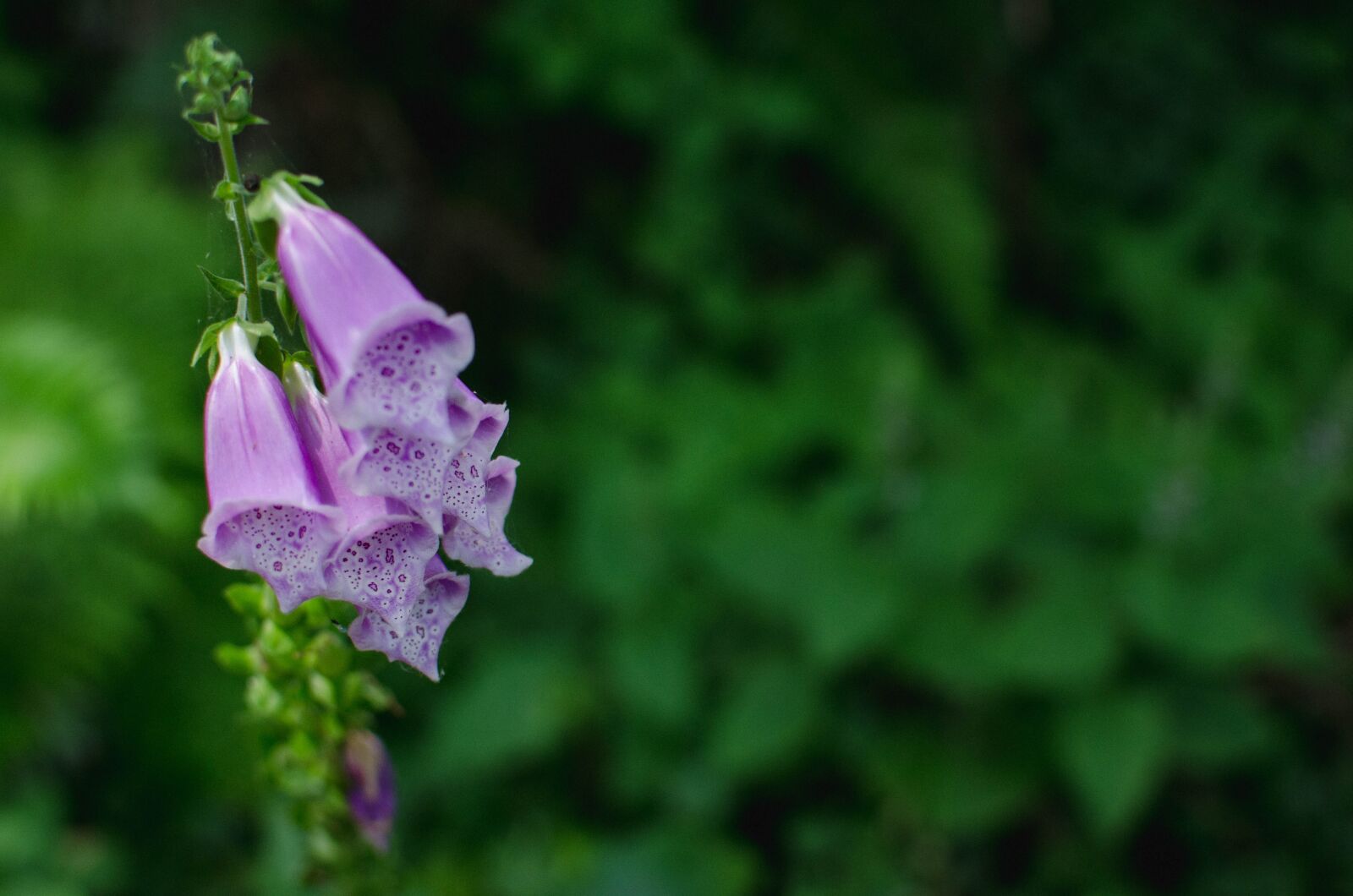 Nikon D7000 sample photo. Flower, sea ranch, purple photography