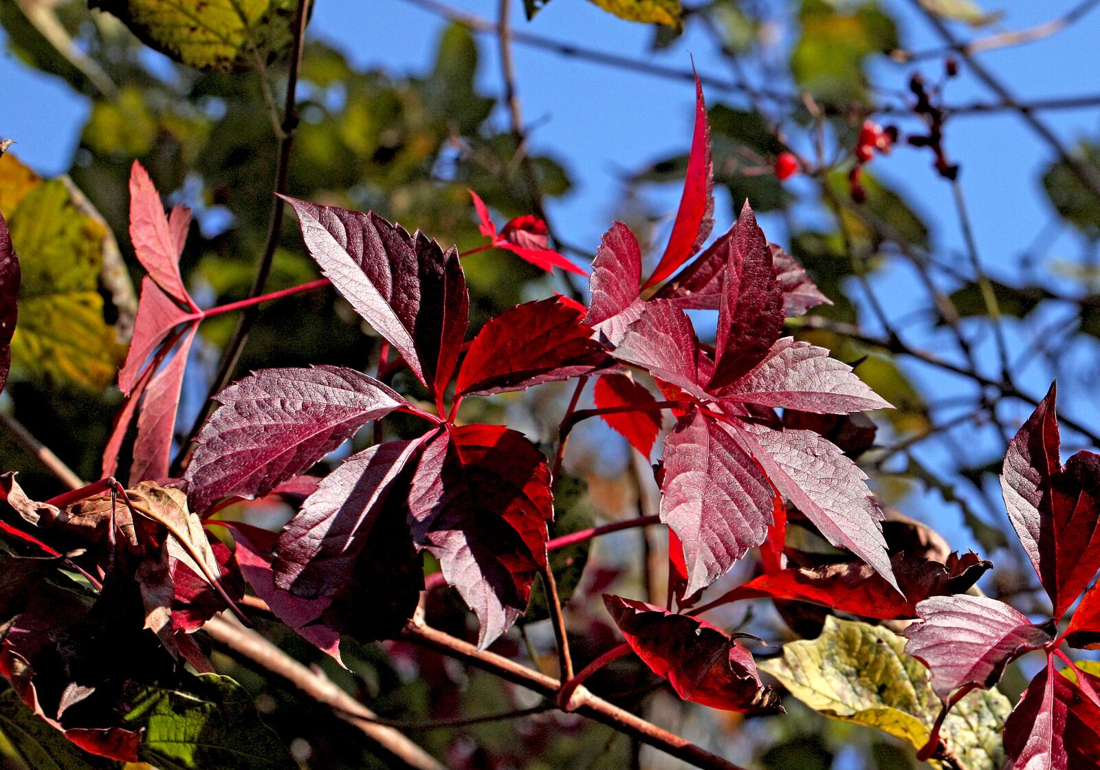 Canon EOS 5D Mark II sample photo. Foliage, zesch e list photography