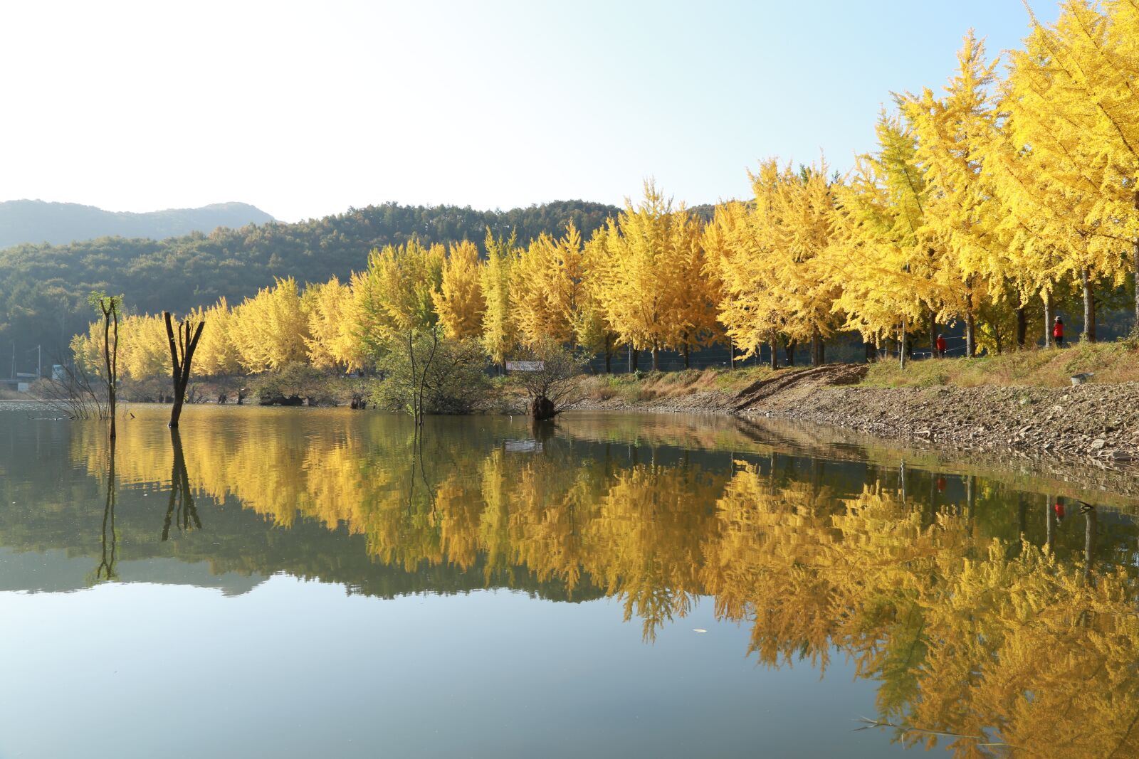 Canon EOS 6D + Canon EF 24-105mm F4L IS USM sample photo. Lake, ginkgo, autumn leaves photography