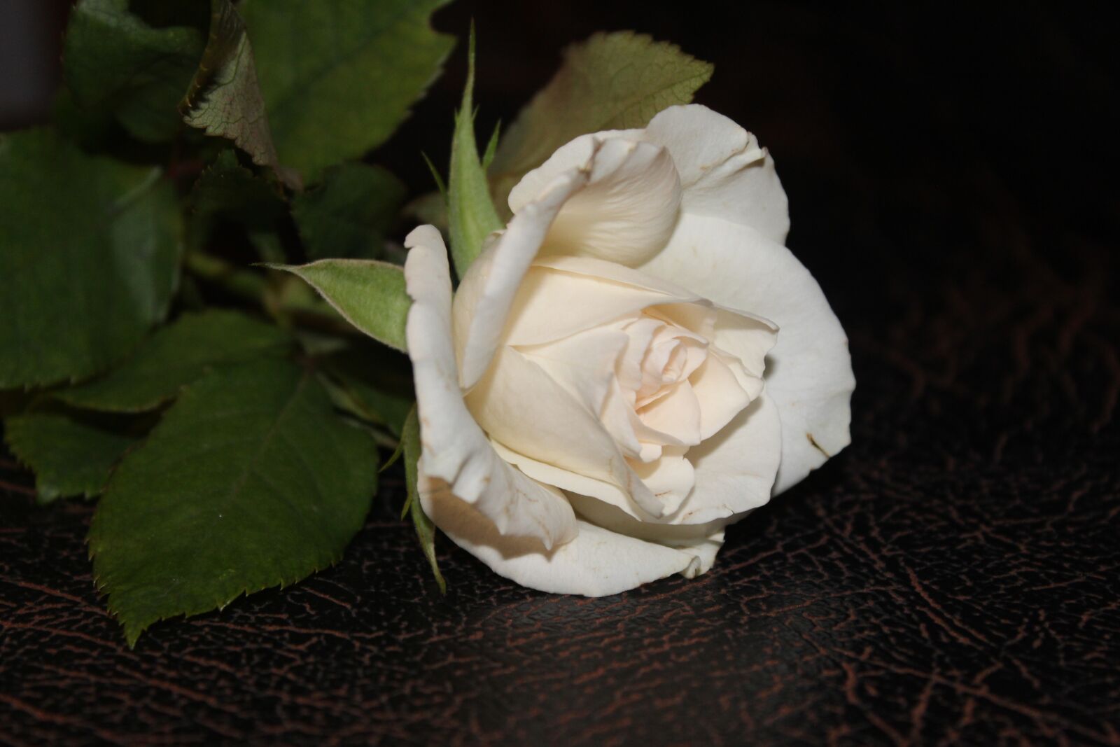 Canon EOS 1300D (EOS Rebel T6 / EOS Kiss X80) sample photo. White rose, rose, white photography
