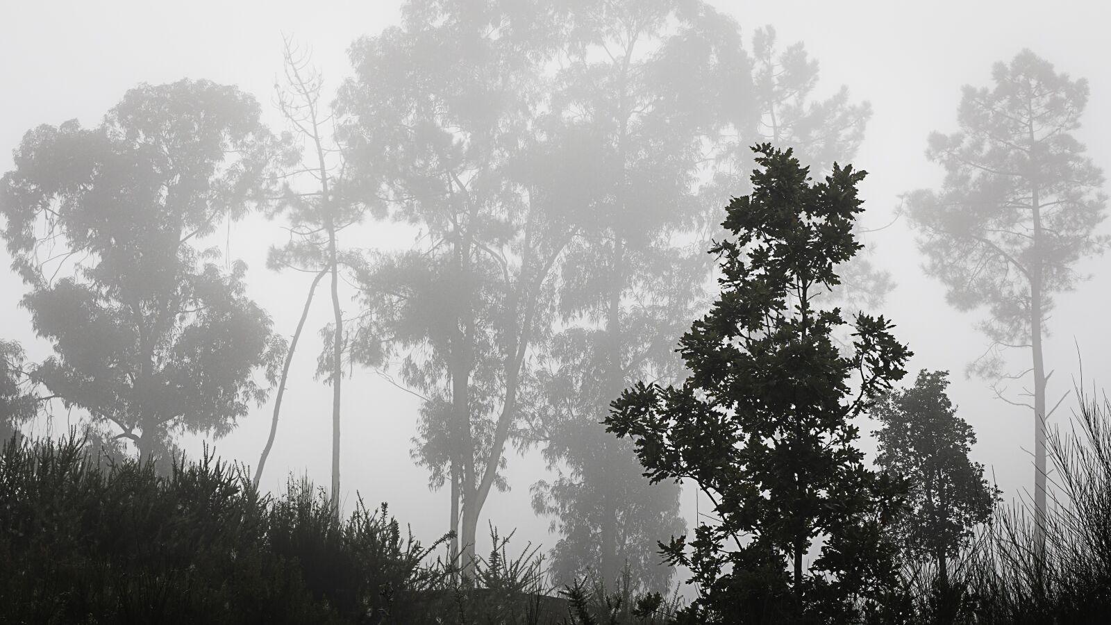 Canon EOS 70D + Canon EF 50mm F1.4 USM sample photo. Fog, mato, forest photography