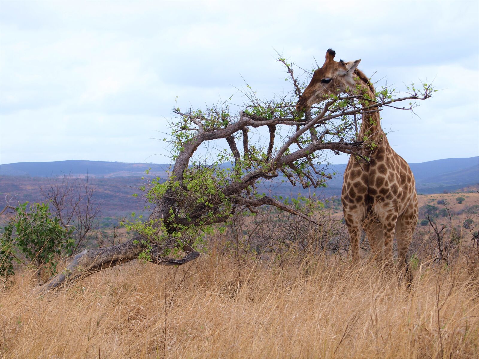 Olympus E-420 (EVOLT E-420) sample photo. Giraffe, animal, africa photography