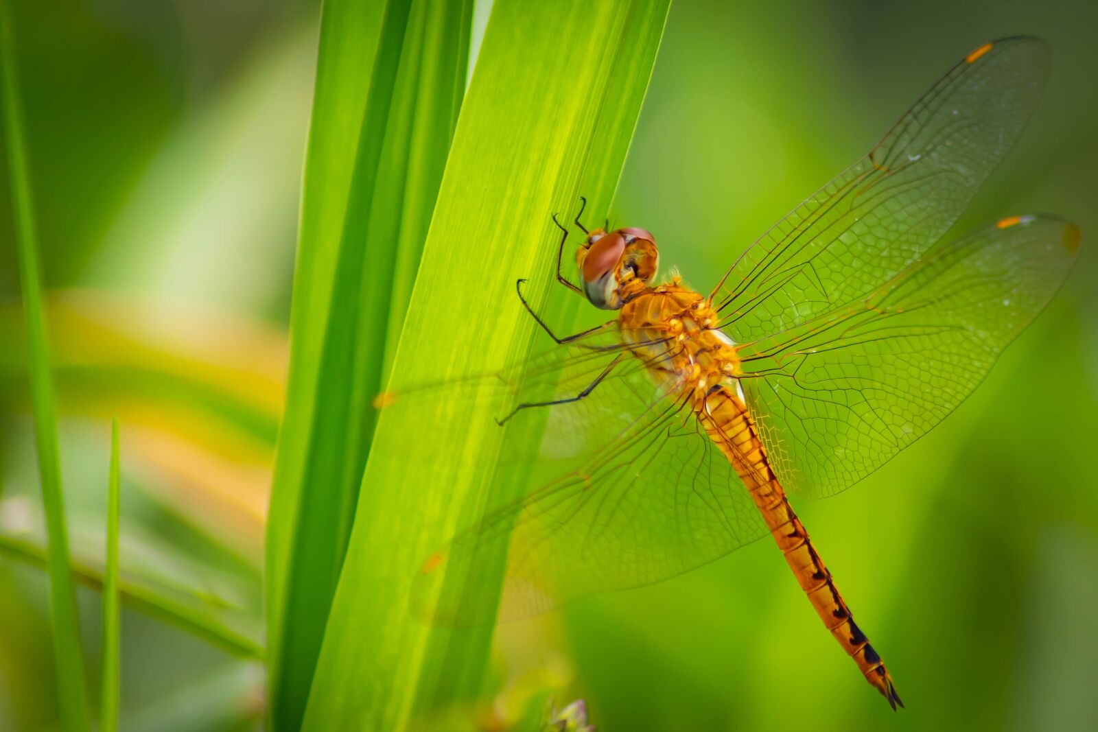 Tamron AF 70-300mm F4-5.6 Di LD Macro sample photo. Dragonfly, background, green photography