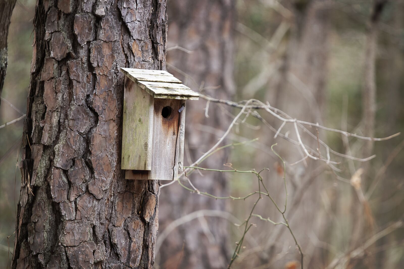 Canon EOS 80D sample photo. Birdhouse, woods, nature photography