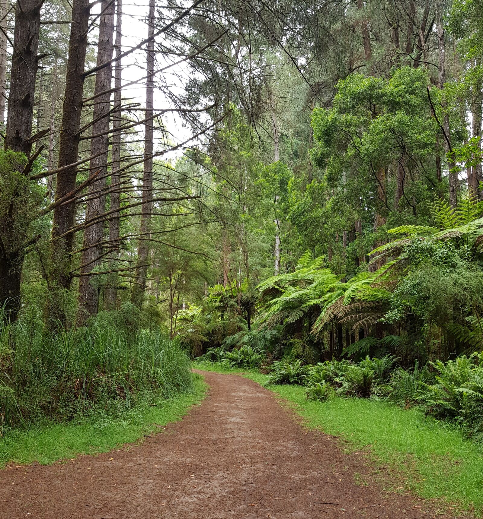 Samsung Galaxy S8 sample photo. Rainforest, path, nature photography