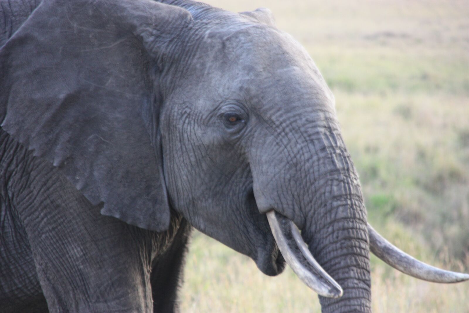 Canon EOS 450D (EOS Rebel XSi / EOS Kiss X2) sample photo. Elephant, animal, africa photography