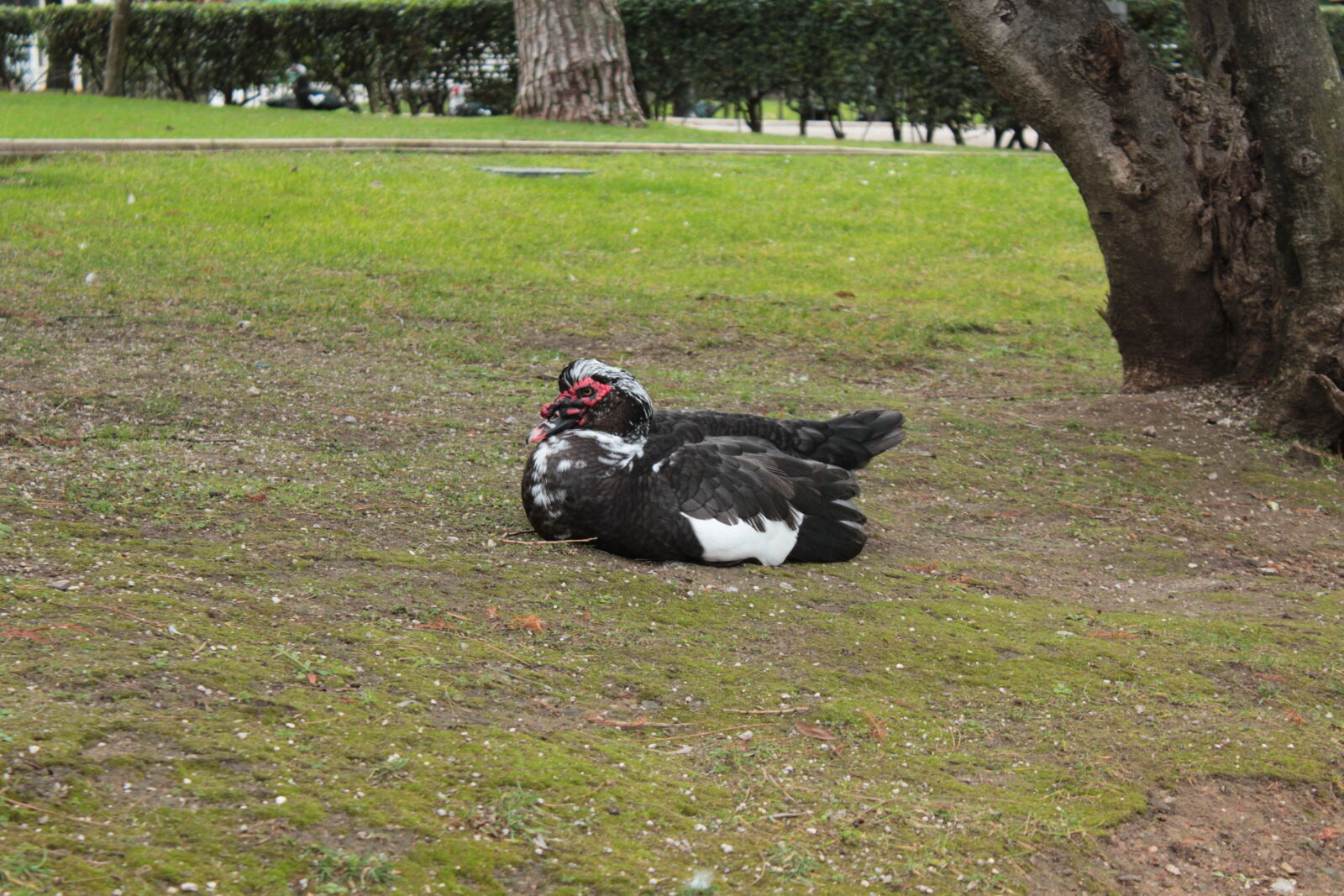 Canon EOS 550D (EOS Rebel T2i / EOS Kiss X4) sample photo. Duck, thing photography