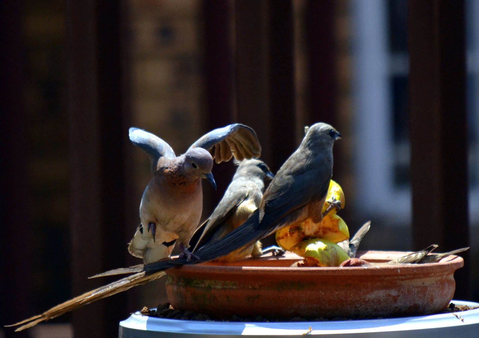 Nikon D3100 sample photo. Dove, wings, birds photography